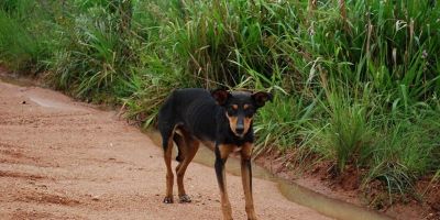 Cachorro abandonado na estrada dos Galpões em Camaquã