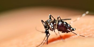 Brasil tem mais de 6,5 milhões de casos prováveis de dengue este ano