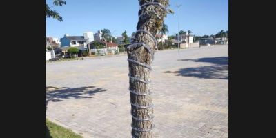 Natal na Prainha: árvores do centro de eventos começam a receber as luzes de natal