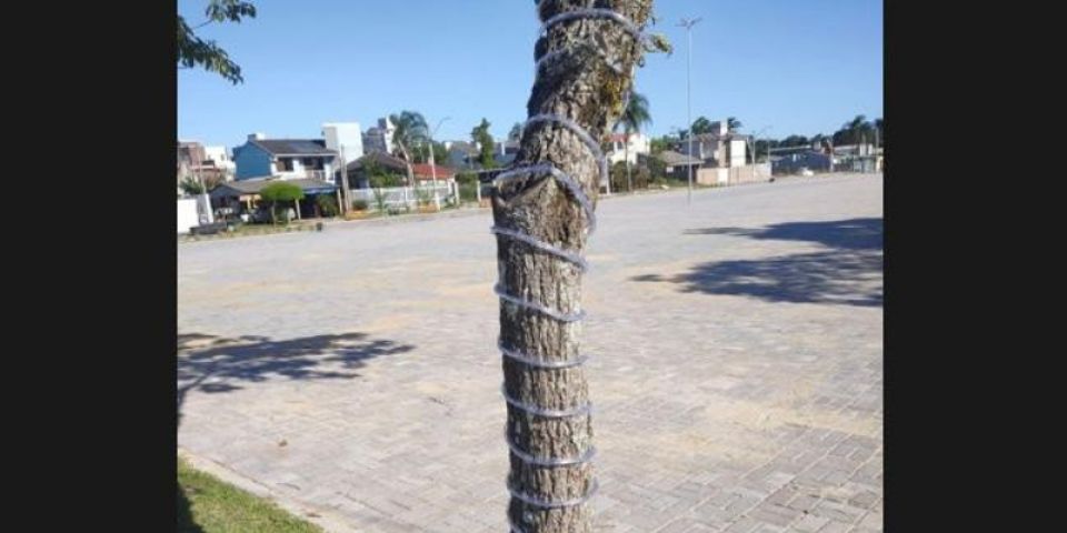 Natal na Prainha: árvores do centro de eventos começam a receber as luzes de natal