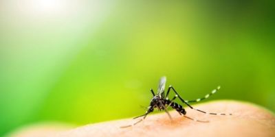 Dengue: chegada do verão e chuvas intensas associadas aumentam proliferação do mosquito transmissor