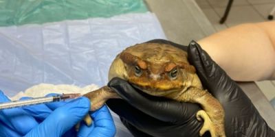 Maus-tratos: MPRS investiga caso de sapo encontrado com boca colada em Passo Fundo