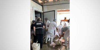 Operação Verão Total: mais de 12 toneladas de carne são apreendidas em entreposto clandestino de Pelotas