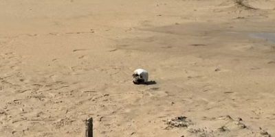 Crânio humano é encontrado em praia do Rio Grande do sul
