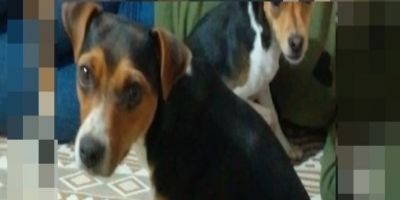 Família procura por Lili, cachorrinha desaparecida em Camaquã