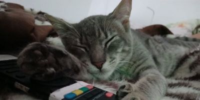 Família procura por gato desaparecido no bairro Floresta, em Camaquã
