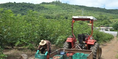 Clima beneficia a produção de figo no RS