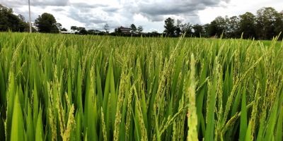 Lavoura da 26ª Abertura Oficial da Colheita está em fase de florescimento