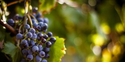 VI Mostra da Viticultura de Camaquã acontece nos dias 23 e 24 de janeiro