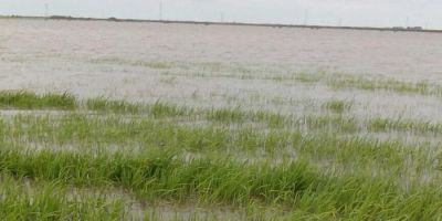 Produtores devem acionar seguro por excesso de chuvas