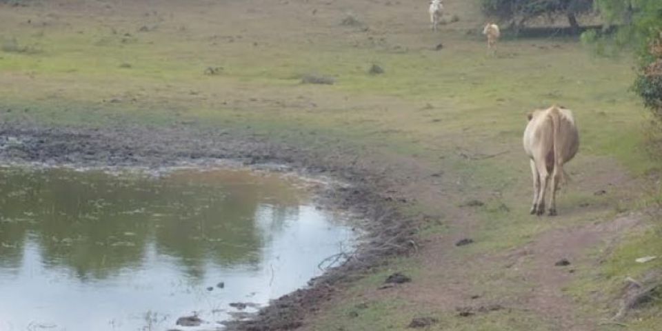 Encruzilhada do Sul calcula perdas de R$ 48 milhões com a estiagem