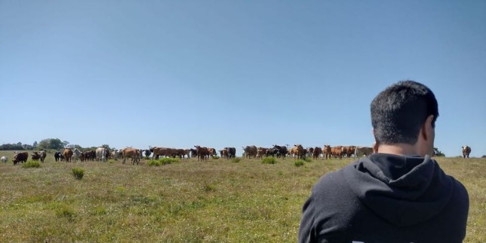 Decrab Camaquã identifica golpe na movimentação e venda de gado em Arroio dos Ratos