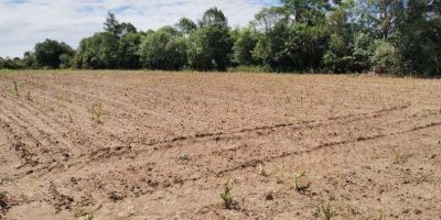 Com prejuízos de mais de R$ 153 milhões na agropecuária, Encruzilhada do Sul decreta situação de emergência em função da estiagem