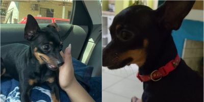 Tutora procura por Grow, cachorrinho que está desaparecido em Camaquã
