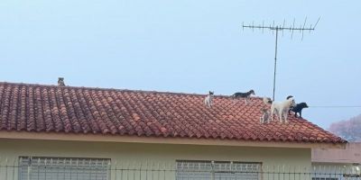 Cena inusitada: cachorros em cima de telhado chamam atenção de moradores em Camaquã