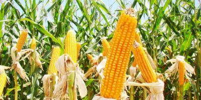 Comunicado - Milho Safrinha