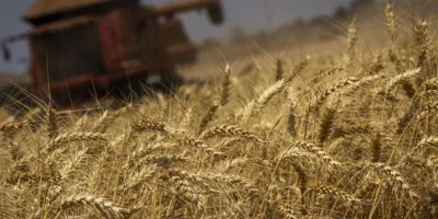 Depois de 11 anos, Conab volta a formar estoques de trigo