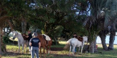 Homem é indiciado por forjar furto de 86 cabeças de gado em Arambaré