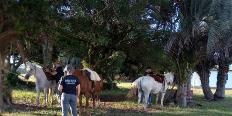 Homem é indiciado por forjar furto de 86 cabeças de gado em Arambaré
