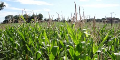 Clima beneficia cultura do milho e expectativa inicial de produtividade pode ser superada no RS