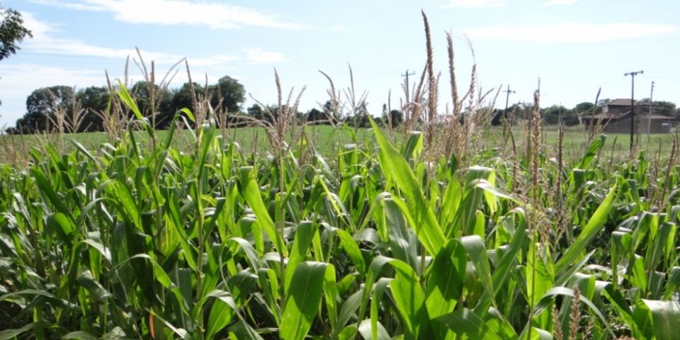 Clima beneficia cultura do milho e expectativa inicial de produtividade pode ser superada no RS