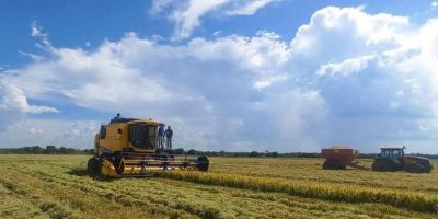 Colheita de arroz atinge 14,69% da área semeada no RS