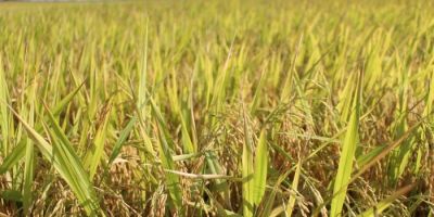 Colheita do arroz avança no Rio Grande do Sul