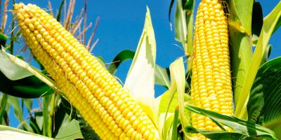 Comunicado Prefeitura de Camaquã – Milho Safrinha