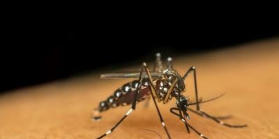 Secretaria de Saúde confirma primeira morte por chikungunya no RS