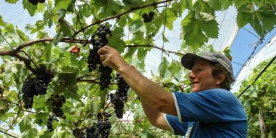 Produção de uvas é prejudicada pelo clima nos vales do Caí e Taquari