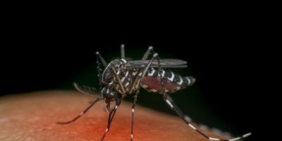 Ministério da Saúde quer incorporar vacina contra chikungunya ao SUS