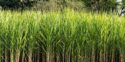 Conab estima produção de cana-de-açúcar em 676,96 milhões de toneladas na safra 2024/25
