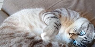 Saiba como funciona o SinPatinhas, novo RG Animal para cães e gatos