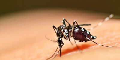 Segunda morte por chikungunya é confirmada no Rio Grande do Sul