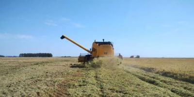 Produtores gaúchos têm até sexta para antecipar direito de venda de arroz em maio