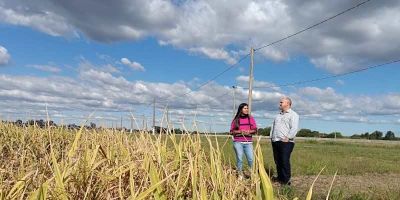 Presidente do Irga visita estação experimental do arroz em Cachoeirinha 