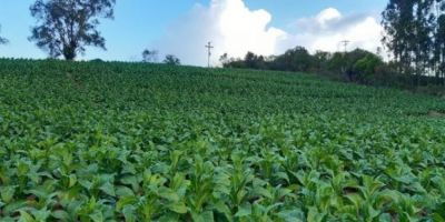 Amprotabaco e entidades iniciam negociações para a COP-11 na Suíça