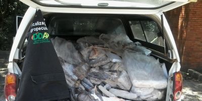 Brigada Militar e Secretaria da Agricultura apreendem mais de 400kg de pescado irregular em Pelotas