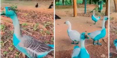 Prefeitura de cidade do interior de São Paulo apura vazamento de corante que tingiu aves em parque