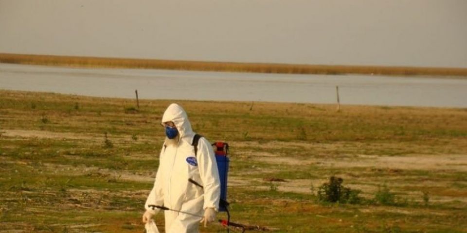 Foco de influenza aviária é confirmado no RS