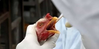 Gripe aviária: Brasil confirma dois focos e investiga outros seis casos
