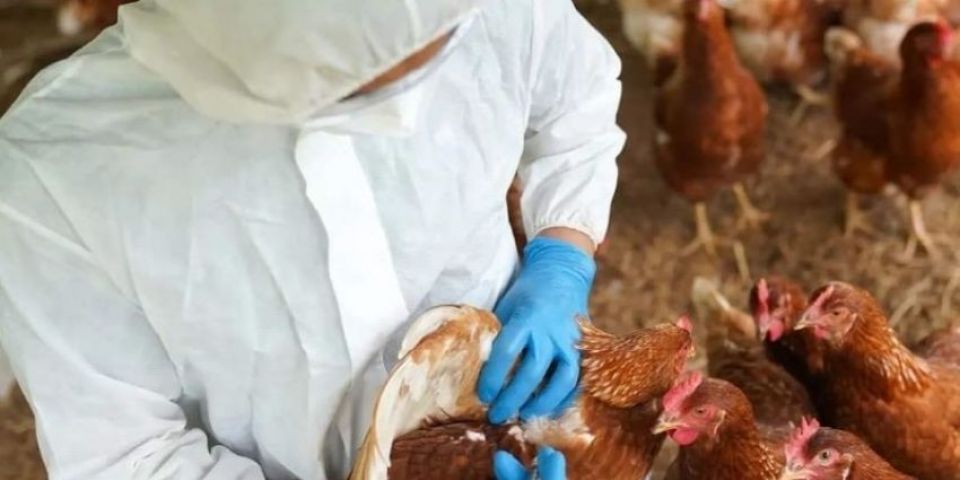 Ministro da Agricultura e Pecuária afirma que gripe aviária não deve impactar preço da carne de frango