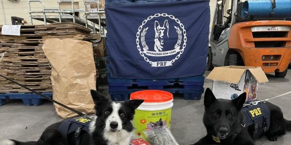Com auxílio de cães farejadores, PRF apreende 540 gramas de skunk em Pelotas