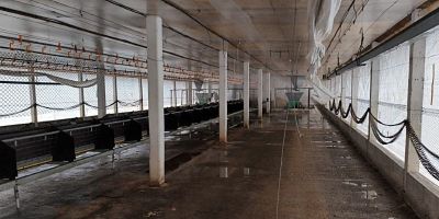 Desinfecção da granja de Montenegro é concluída e área entra no período de vazio sanitário por 28 dias