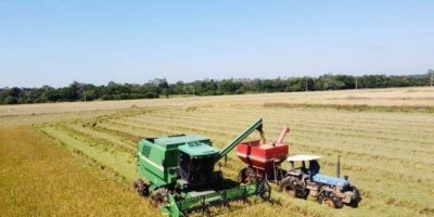 Colheita do arroz atinge 97,96% da área semeada RS