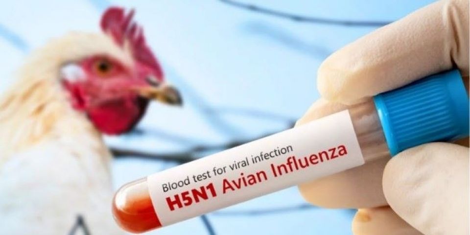 Secretaria da Saúde do RS monitora pessoas que tiveram contato com animais infectados por gripe aviária
