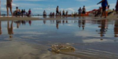 Centro de Informações Toxicológicas alerta banhistas para acidentes com mães-d’água