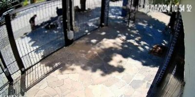 Justiça acolhe recurso e tutora de cachorro que atacou mulher em Porto Alegre vira ré por tentativa de homicídio