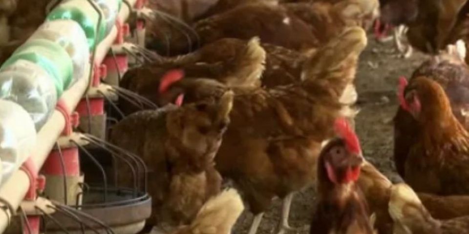 Governo do RS divulga nota técnica que reforça medidas de biosseguridade nas granjas avícolas comerciais