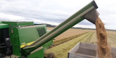 Colheita do arroz no RS ultrapassa 99% da área plantada